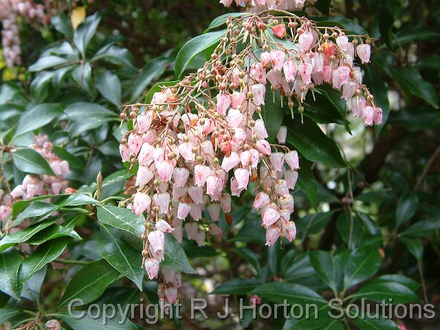 Pieris pink